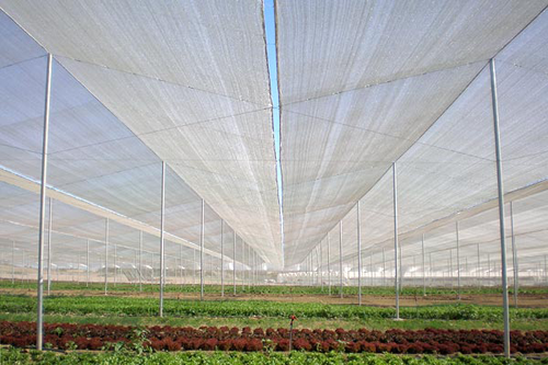 Kỹ thuật trồng dưa lưới trong nhà lưới